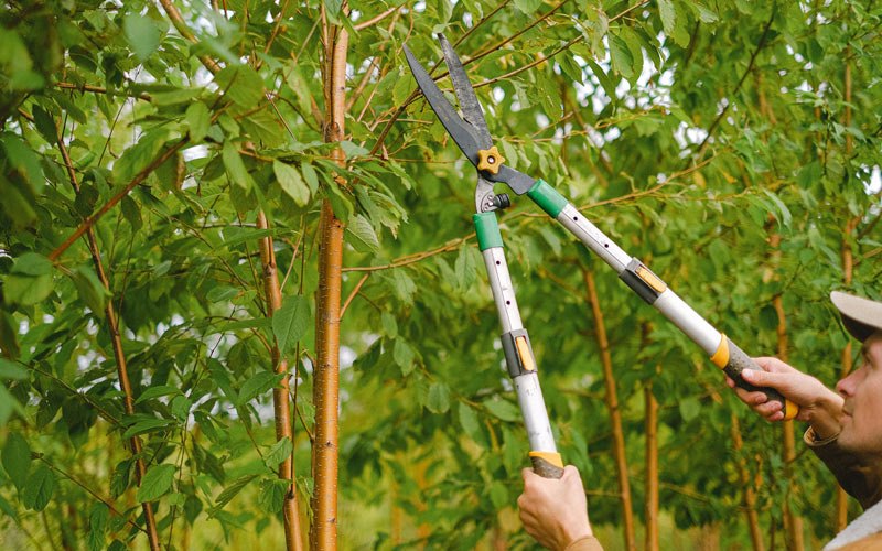 Tree trimming in Stanley, NY